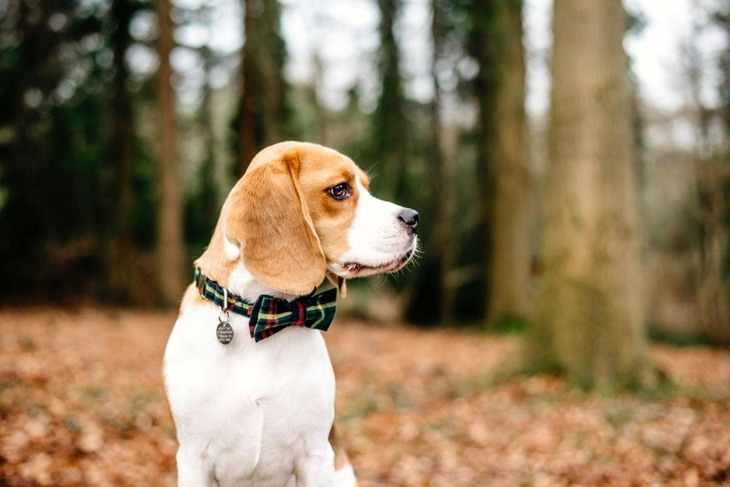 Lionet Paws Christmas Dog Collar with Bowtie Durable Adjustable Handmade Comfortable Bowtie Dog Collar Green with Metal Buckle for Small Dogs,Girl Boy,Party,Festival,Holiday Style,Neck 10-16in
