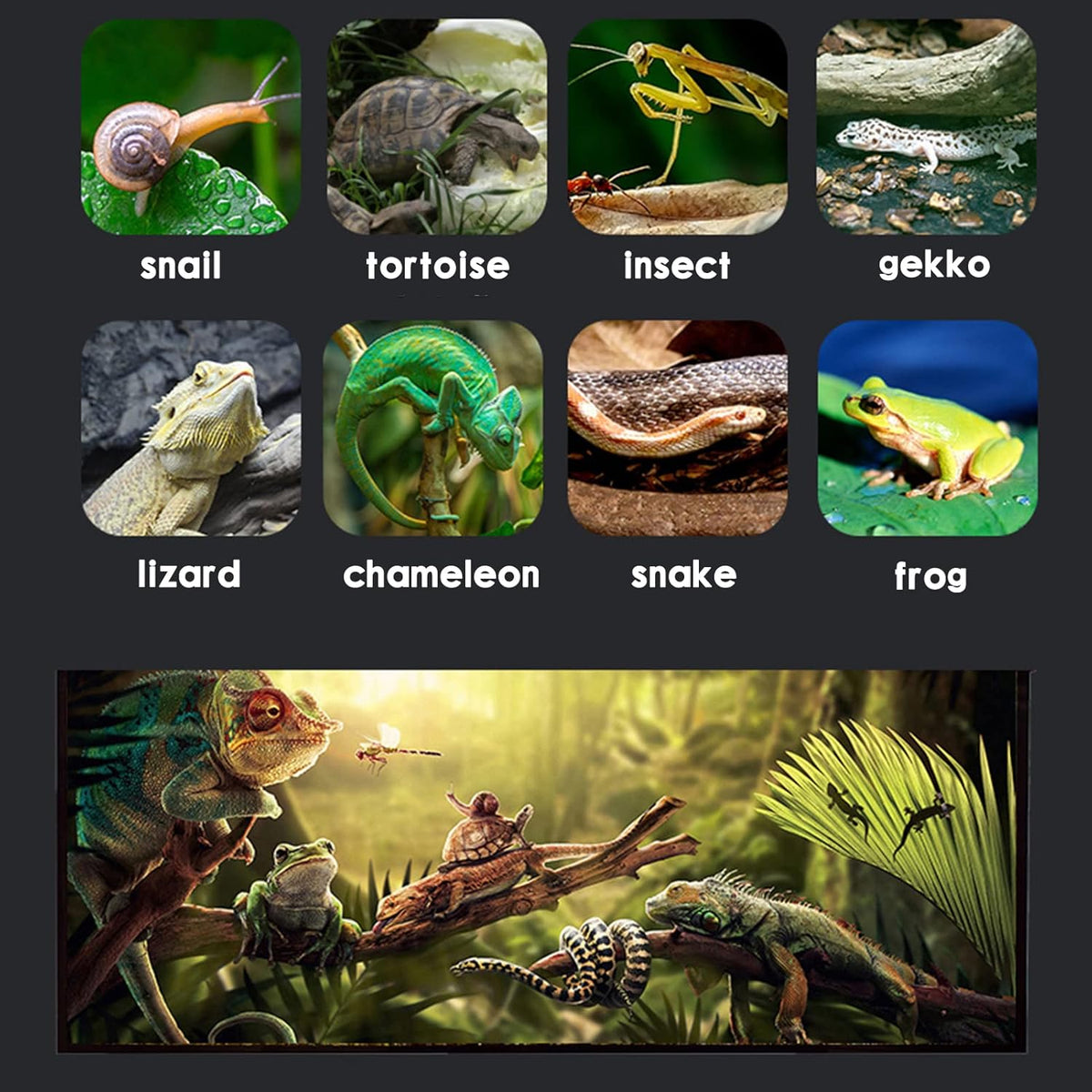 Micro Habitat Terrarium Kit (4pc Set) - Acrylic Reptile & Spider Enclosure (4.7 * 4.7 * 8 Inches)
