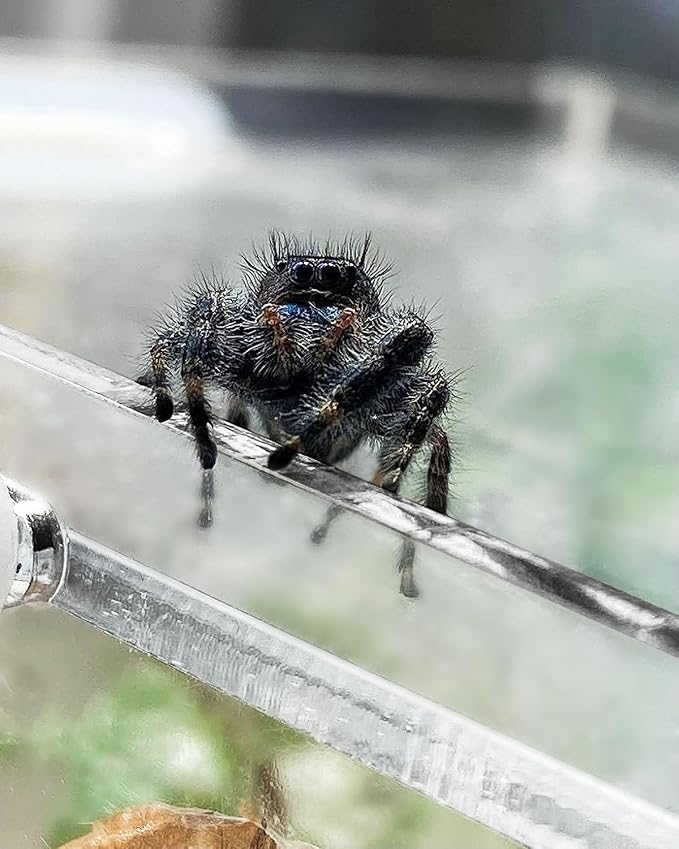 Jumping Spider Enclosure, Tarantula-Enclosure Large Acrylic Terrarium, Reptile Enclosure Jumping Spider Accessories with Magnet Front Opening Door, Terrarium Kit(Large 12x6x6 Inch, Assemble)
