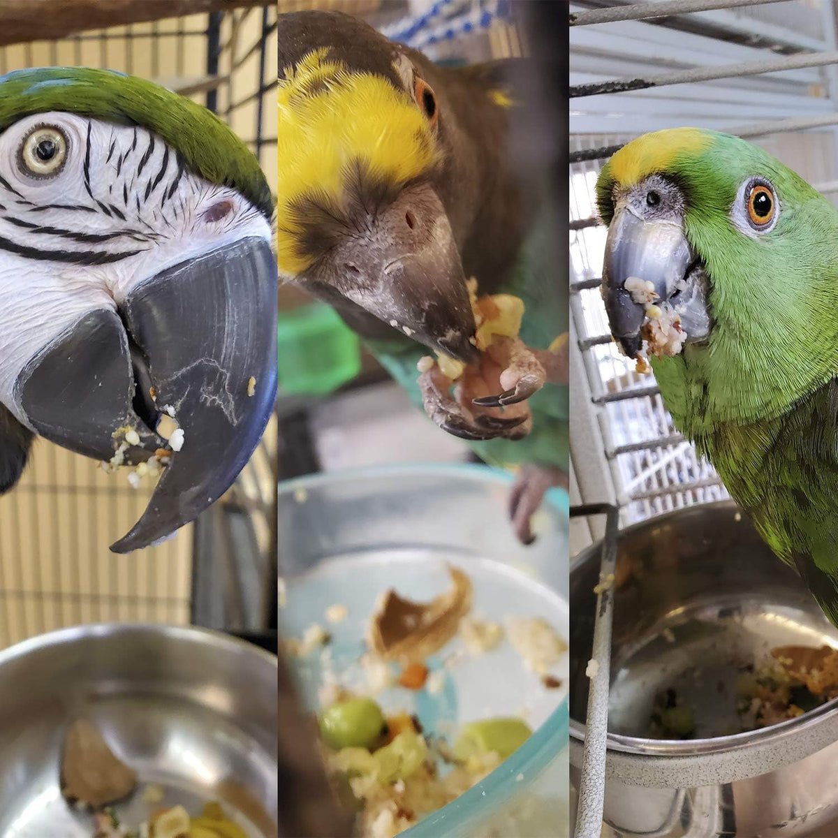 Parrot Food - Parakeet & Cockatiel Food - Cooks in 3-15 min with Natural & Organic Grains, Legumes, Non-GMO Fruits, Vegetables & Health Spices