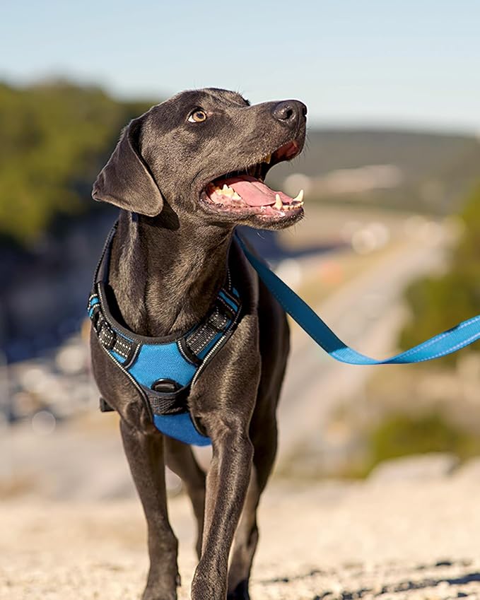 Joytale No Pull Dog Harness for Small Dogs, Front Clip, Sky Blue | Grab Handle for Instant Control, Padded & Adjustable Vest, Sturdy Metal D-Rings, for Safe Training & Daily Walking