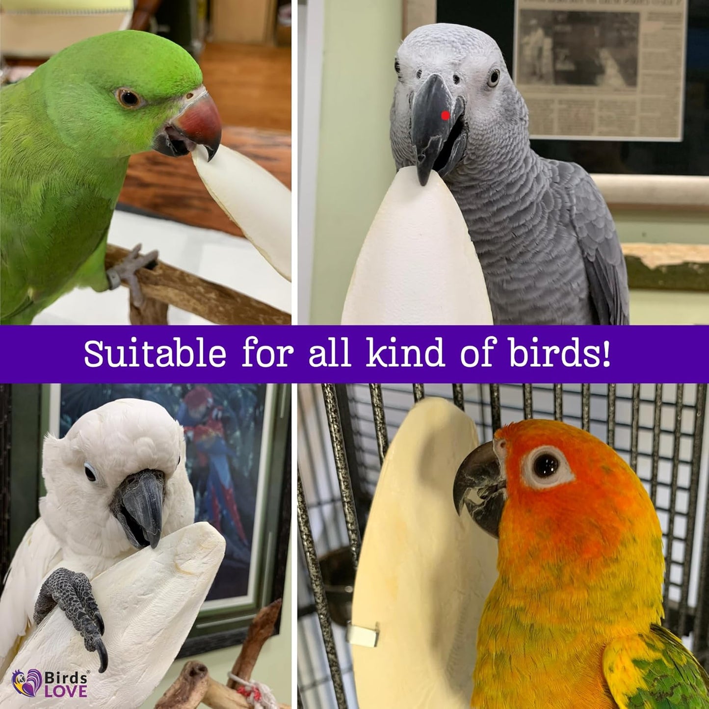 Birds LOVE Natural Cuttlebone | 100% Pure Sun-Dried Calcium Supplement for Birds, Tortoises, Snails & Crabs | Supports Beak & Shell Health | Easy to Chew | 2 Pack, Size 5.5 to 6"