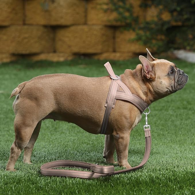 Plutus Pet No Pull Dog Harness for Small Dogs, Breathable Mesh Padded | Adjustable Reflective with Handle, Escape Proof, Quick Fit Pet Vest, Front Clip, for Training and Walking, Beige, S