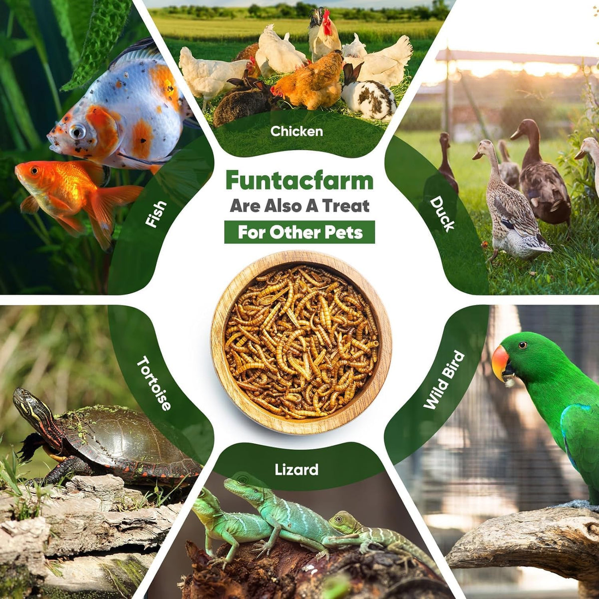 15LB Dried Black Soldier Fly Larvae for Chickens, High Protein Chicken Feed Superior to Meal Worms for Wild Birds & Chicken Treats for Laying Hens
