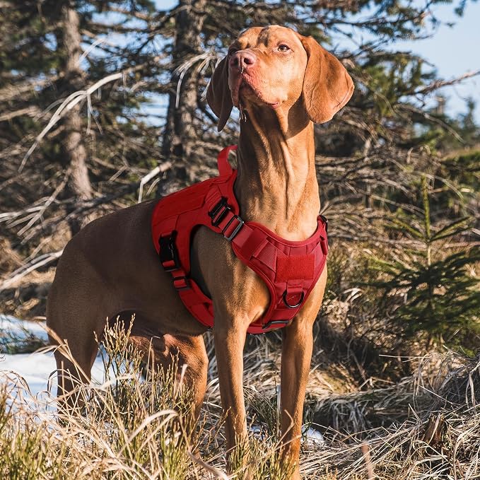 rabbitgoo Tactical Dog Harness for Small, Heavy Duty Military No Pull Vest | Sturdy Metal Buckles, 5 Adjustments, Molle System, Powerful Pullers for Training, Hunting, Outdoor, Red, Small