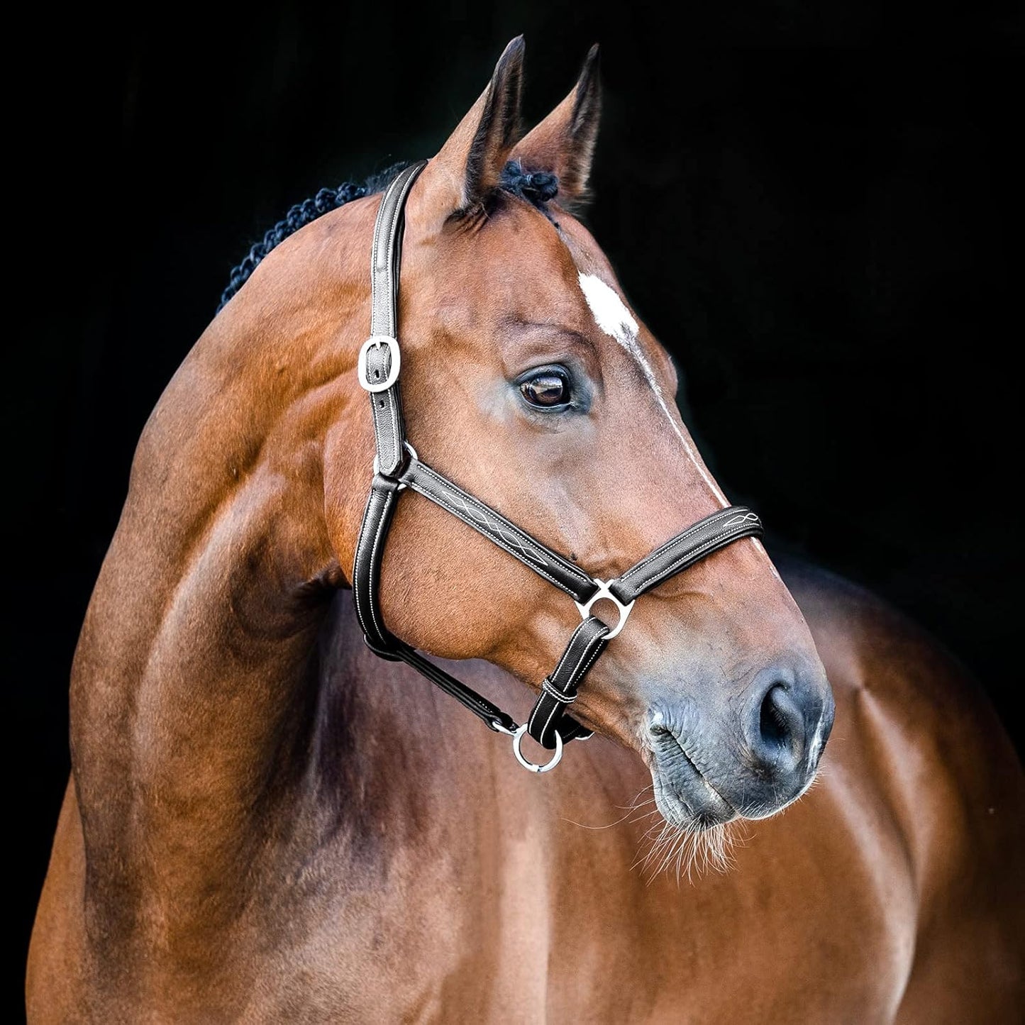 HORZE Warren Soft Adjustable Genuine Leather Horse Halter | Stainless Steel Hardware - Black - Warmblood