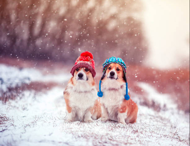 Winter Pet Care: How to Keep Your Pets Safe, Warm, and Healthy