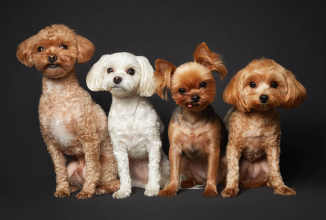 Outdoor Pet Gear That Combines Comfort and Adventure