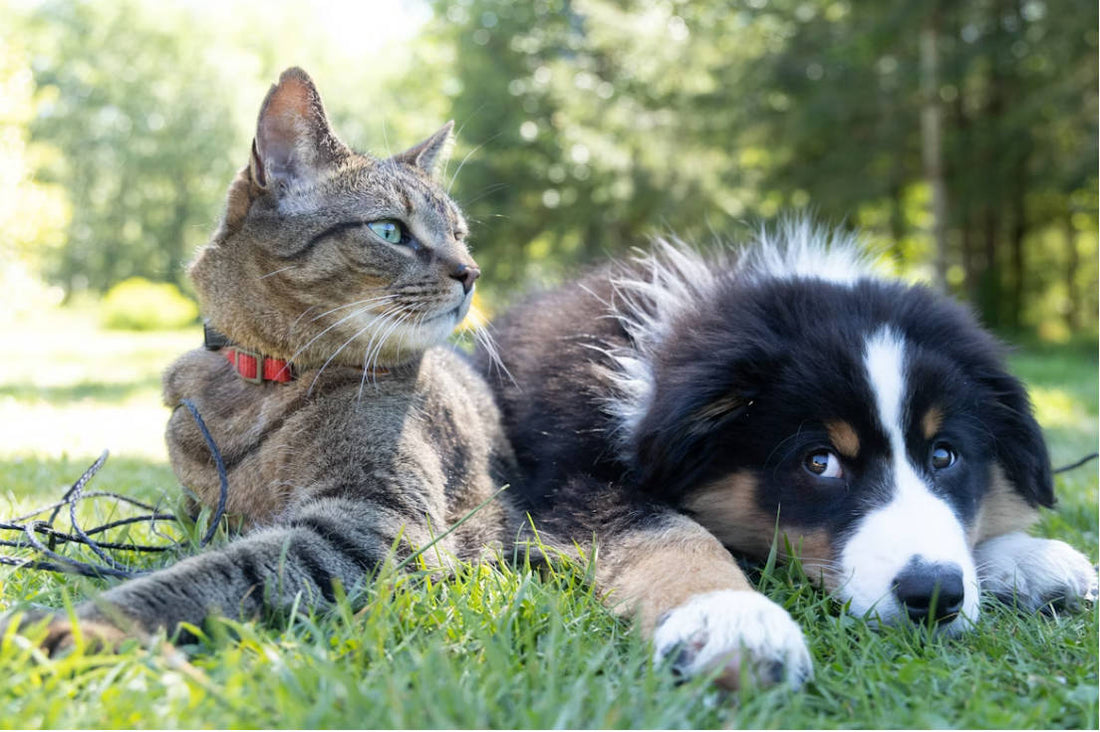 Safe and Quiet Nail Trimming for Pets