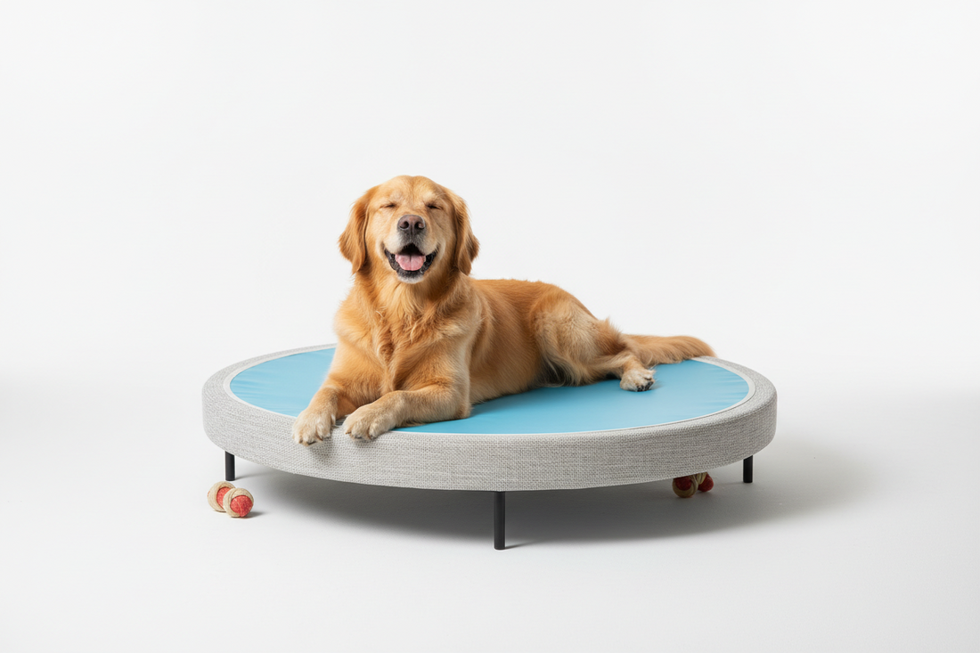 Keep Your Dog Cool, Supported, and Protected Anywhere You Go