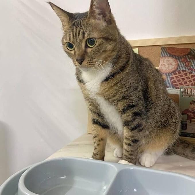 Cat Kitten Dish Dog Puppy Feeder Pet Bowl Ants go Away Grey, S | Ant Proof Cat Food Bowl, No Spill Dish, Outdoor Feeding, Deep Wide Water Moat, Ants Barrier Blocks Ants, Lightweight Plastic