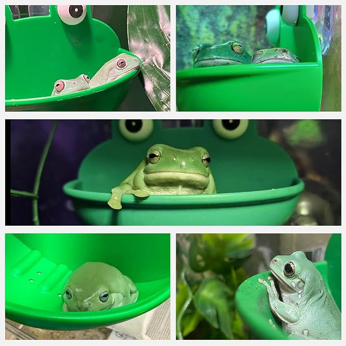 2 Pack Frog Suction Terrarium Hide for Tree Frogs Toads Tadpoles | Dual suction cups stick to glass, drain holes keep interior dry, smooth hard plastic, frog decor for rainforest vivarium