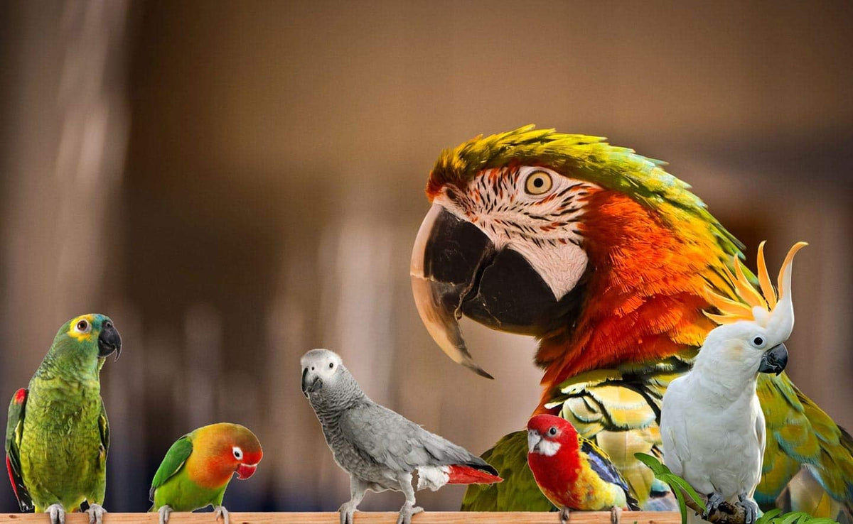 Parrot Food - Parakeet & Cockatiel Food - Cooks in 3-15 min w/Natural & Organic Grains, Legumes, Non-GMO Fruits, Vegetables & Healthy Spices