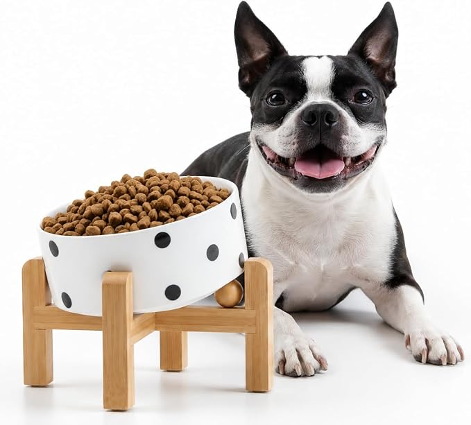 Petygooing Raised/Elevated 15°Slanted Ceramic Dog Bowl for Small Breeds,Tilted Anti Slip Pet Bowl,Food Water Dish with Stand for Cats and Small Dogs Puppy 13.5 OZ (5.1In / 1.7 Cups) Black Dot