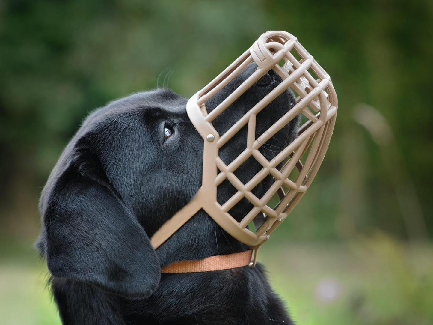 Leather Brothers Italian Basket Dog Muzzle, Adjustable Secure Fit, Comfortable Design, Training and Safety, Averts Biting, Prevents Chewing and Scavenging, Perfect for Grooming - Tan, Size 7