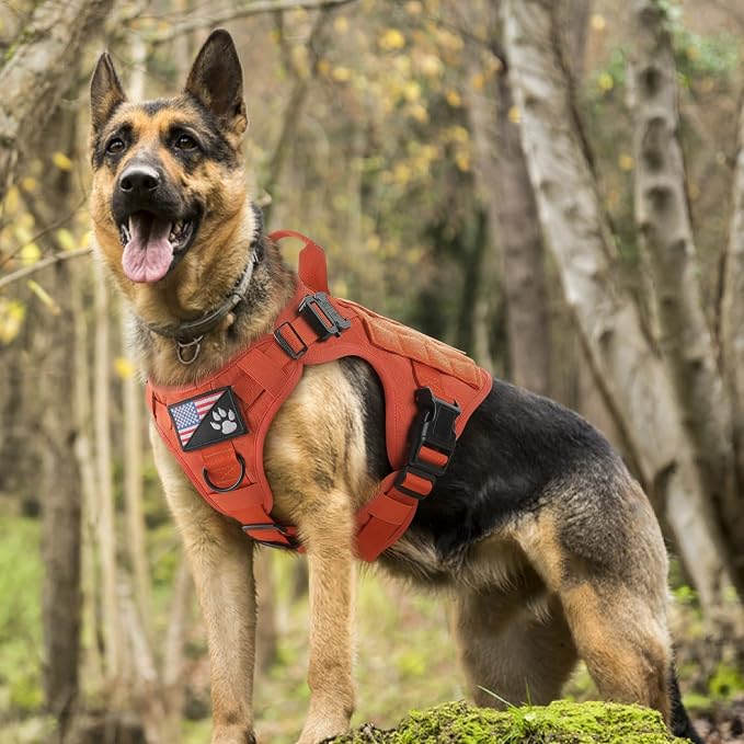 rabbitgoo Tactical Dog Harness for Large, Heavy Duty Military No Pull Vest | Sturdy Metal Buckles, 5 Adjustments, Molle System, Powerful Pullers for Training, Hunting, Outdoor, Orange, Large