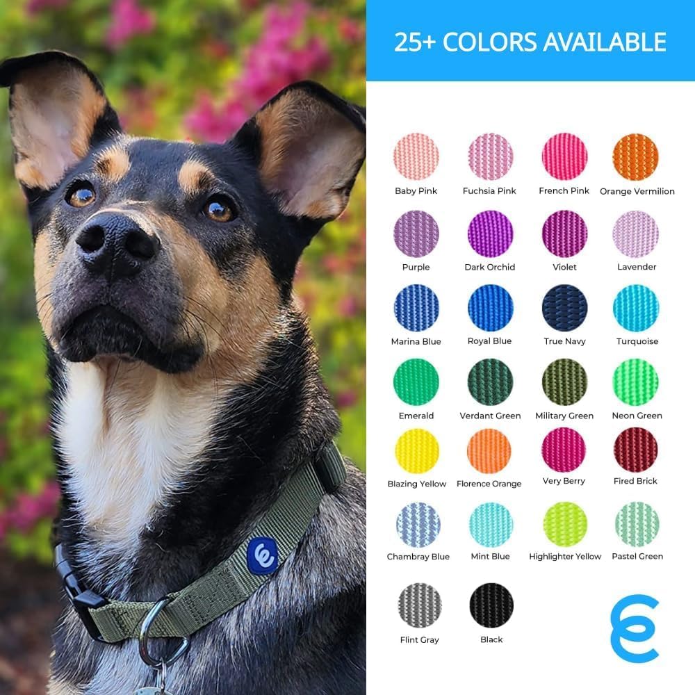 Blueberry Pet Essentials Turquoise Dog Collar | Adjustable Eco-Friendly Nylon Strap | Dog Collars for Small Dogs, Boy Dog Collar, Puppy Collar | 12-16 Inches