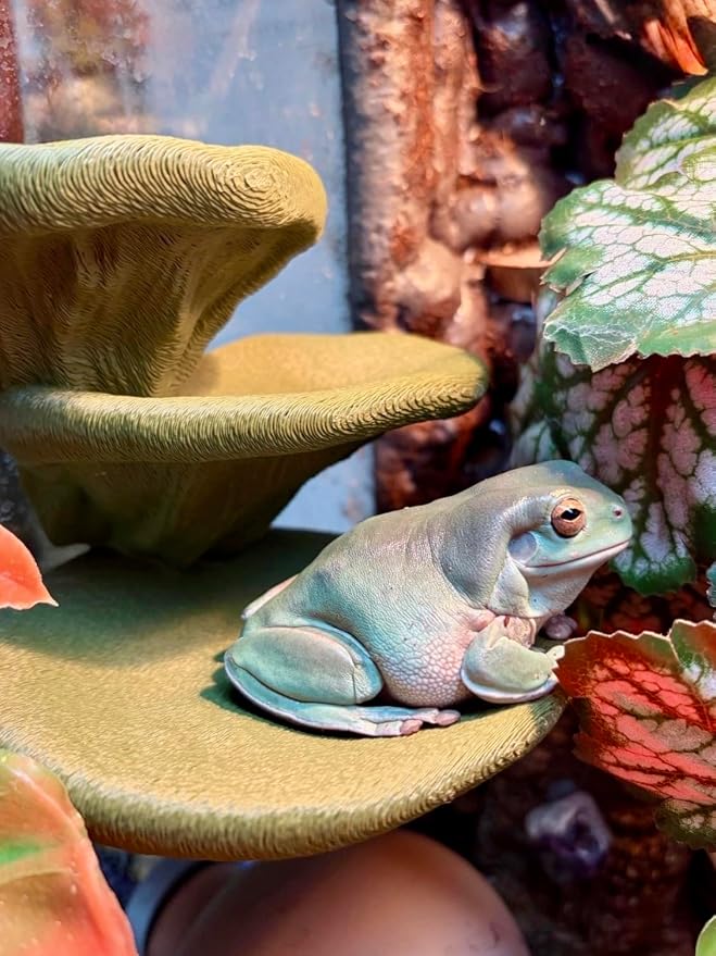 Mushroom Ledge for Terrarium – Climbing & Resting Shelf with Suction Cups (Dark Green, 6''x4.5''x5.25'')