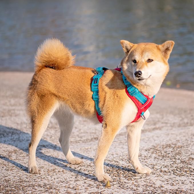 No Pull Dog Harness, Unique Colors Reflective Adjustable Dog Vest | with Soft Training Handle Metal Clips for Small Medium Large Dogs (Red Base & Teal Straps,XL)