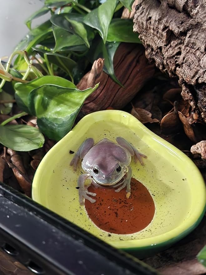JSLZF Tree Frog Habitat Frog Water Bowl Dish Bathtub Tank Accessories Terrarium Decor Ceramic Aquarium Decoration Sturdy and Not Easy to Knock Over