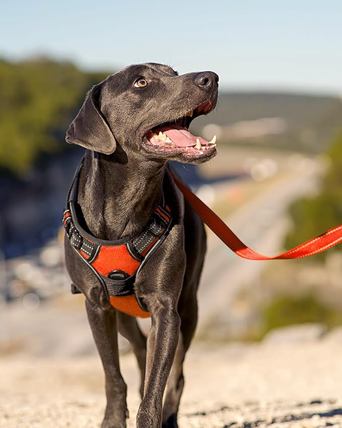 Joytale No Pull Dog Harness for Small Dogs, Front Clip, Orange | Grab Handle for Instant Control, Padded & Adjustable Vest, Sturdy Metal D-Rings, for Safe Training & Daily Walking