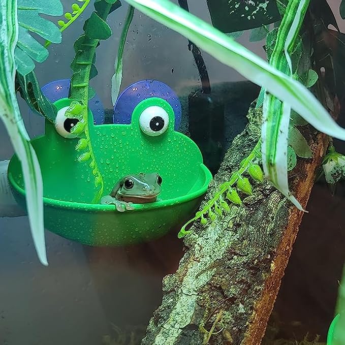 2 Pack Frog Suction Terrarium Hide for Tree Frogs Toads Tadpoles | Dual suction cups stick to glass, drain holes keep interior dry, smooth hard plastic, frog decor for rainforest vivarium