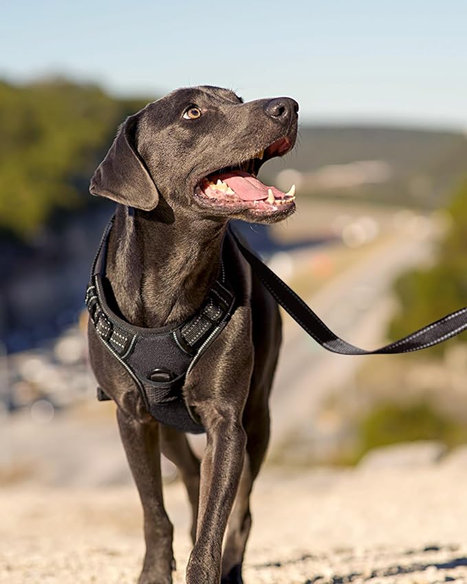 Joytale No Pull Dog Harness Medium Sized Dog, Front Clip, Black | Grab Handle for Instant Control, Padded & Adjustable Vest, Sturdy Metal D-Rings, for Safe Training & Daily Walking