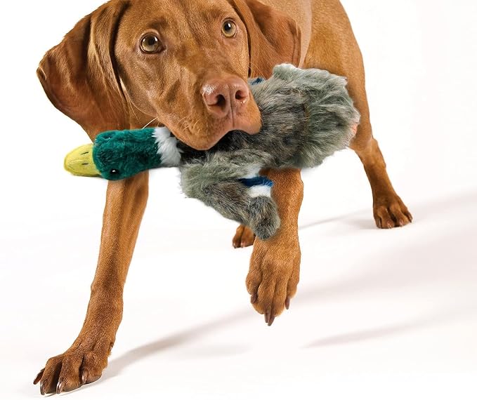 ALL FOR PAWS Duck Squeaky Doy Toy, Duck Dog Toy for Small Medium Breed, Puppy Fetch Toy with Squeaker, Plush Chew Dog Toy, 7.9 x 7.5 x 2 inches, Classic - Mallard S