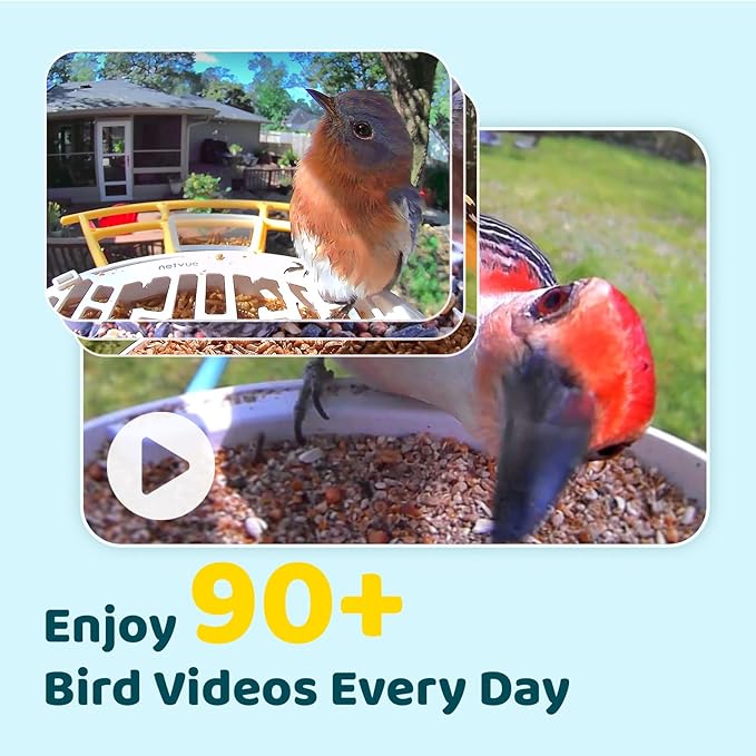 NETVUE by Birdfy Smart Bird Feeder with Camera, Bird Watching Camera, Auto Capture Video&Motion Detection, 1080P Live Steam, Cardinal Feeder Outdoor Wireless, Ideal Present for Backyard Birder, Yellow
