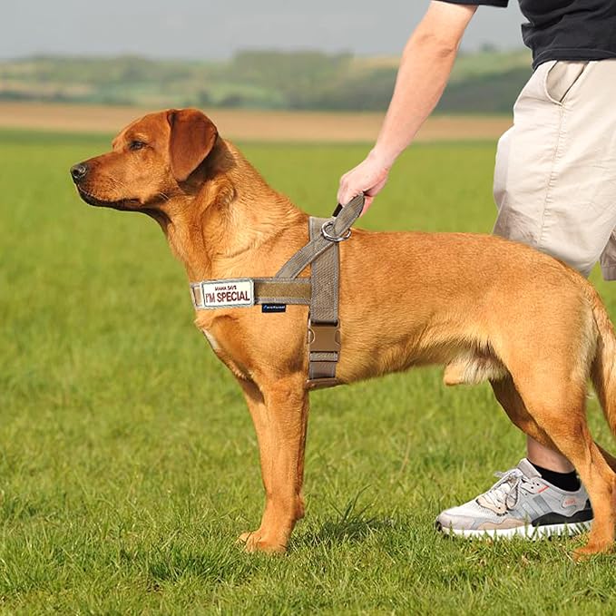 Annchwool No Pull Dog Harness with Padded Handle+5 Ft Leash,Reflective Strip Escape Proof and Quick Fit to Adjust Dog Harness,Easy for Training Walking for Small & Medium and Large Dogs(Brown-Set,M)