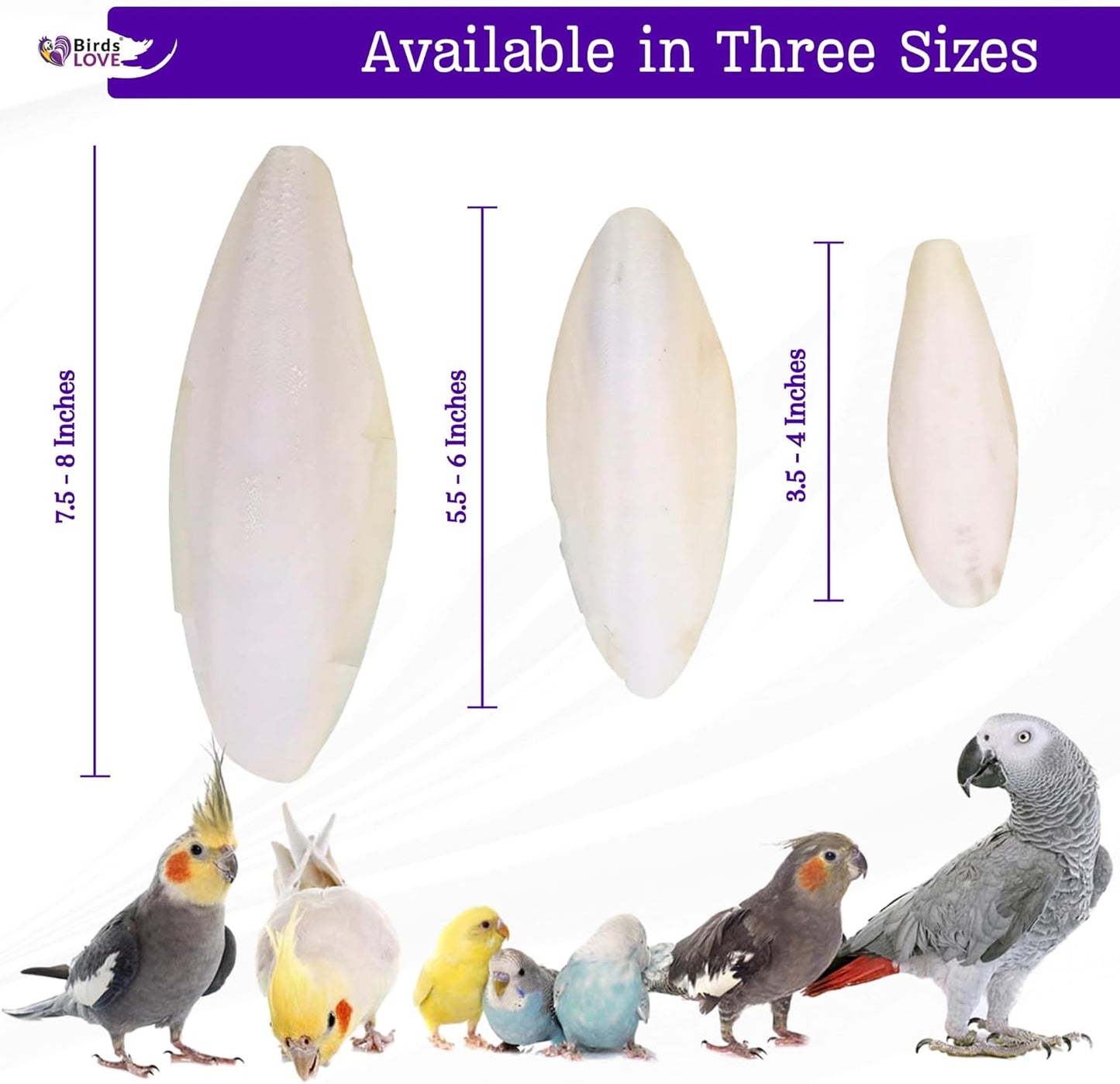 Birds LOVE Natural Cuttlebone | 100% Pure Sun-Dried Calcium Supplement for Birds, Tortoises, Snails & Crabs | Supports Beak & Shell Health | Easy to Chew | 3 Pack, Size 5.5 to 6"