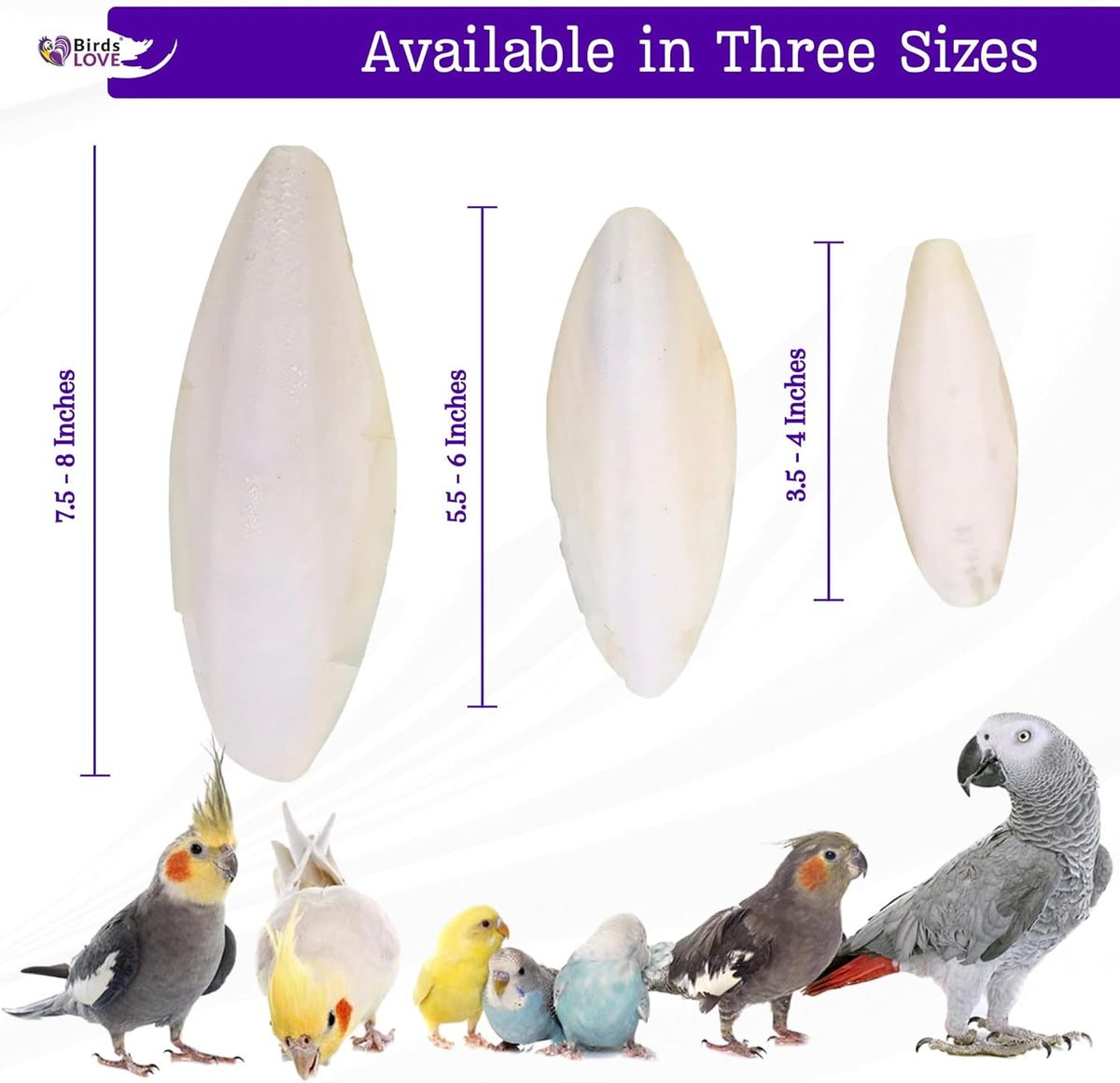 Birds LOVE Natural Cuttlebone – Premium Calcium & Trace Mineral Supplement for Tortoises, Snails, Parakeets, Cockatiels, and All Birds - 6 Pack of 7.5 to 8"