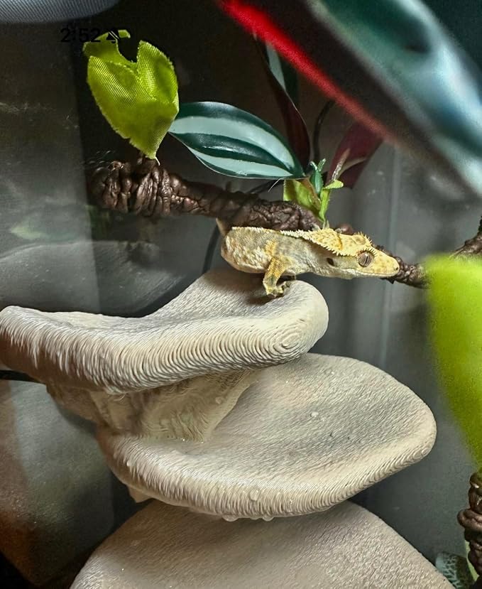 Mushroom Ledge for Terrarium – Climbing & Resting Shelf with Suction Cups (Dark Green, 6''x4.5''x5.25'')