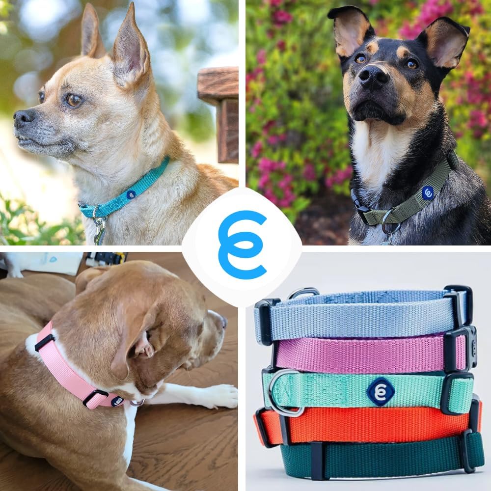 Blueberry Pet Essentials Small Dog Collar in Flint Gray | Adjustable & Eco-Friendly Durable Nylon Strap | Classic Collar for Small Dogs, Boy & Girl Pets