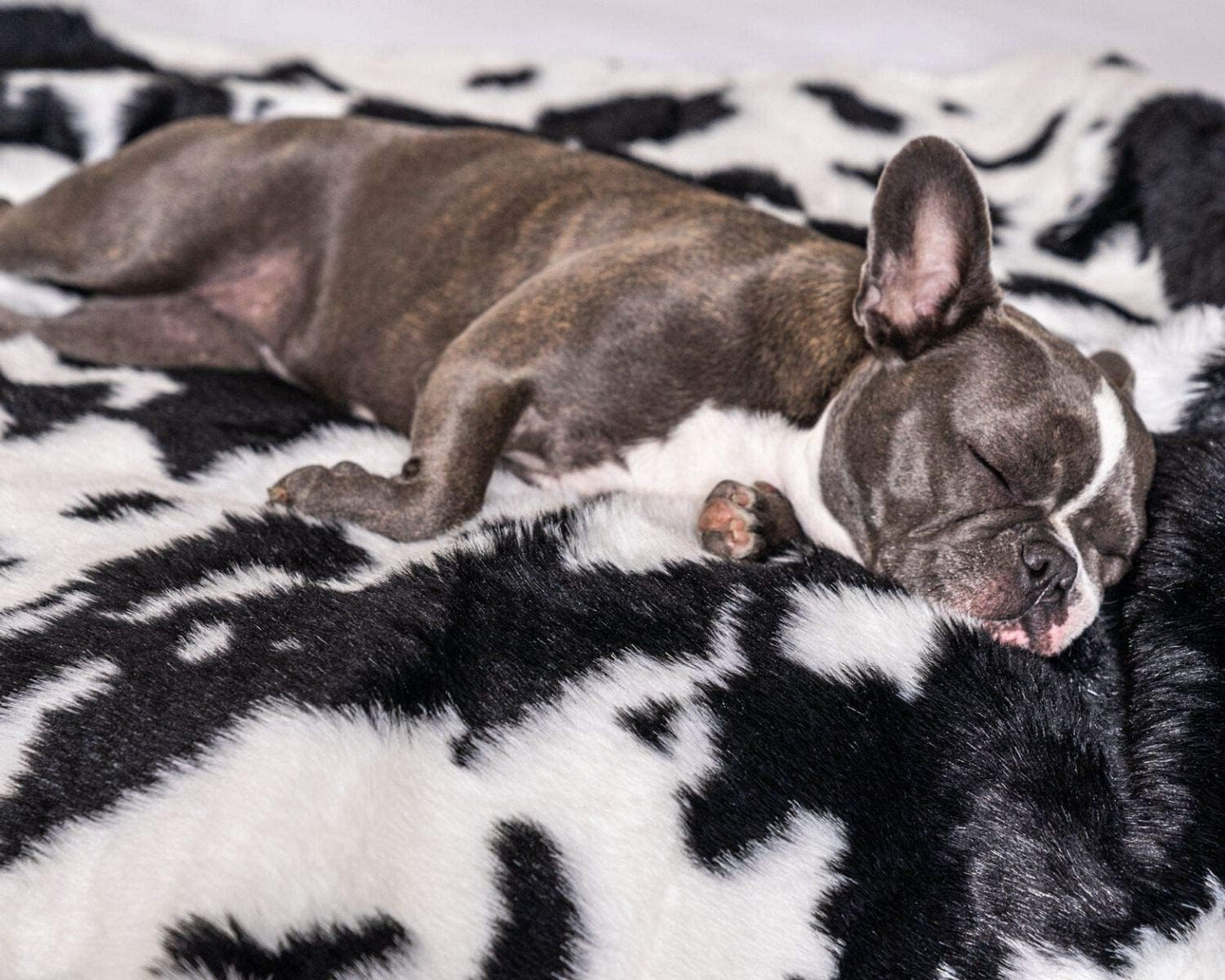 PupProtector Waterproof Throw Blanket for Dogs and Cats, Pet Blanket Cover for Couches, Sofas, Beds, Car Seats, Furniture, Calming Soft Faux Fur, Black and White Cowhide, Original (60" L x 50" W)