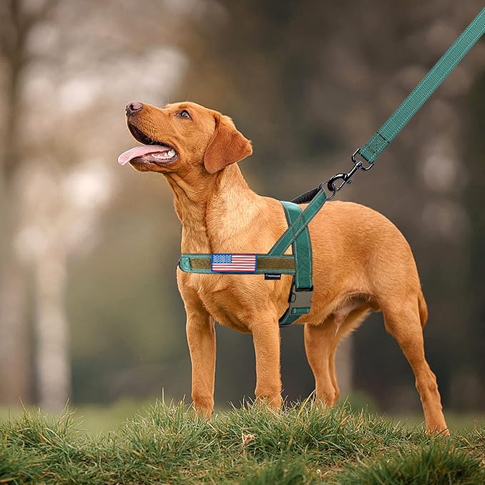 Annchwool No Pull Dog Harness with Padded Handle+5 Ft Leash,Reflective Strip Escape Proof and Quick Fit to Adjust Dog Harness,Easy for Training Walking for Small & Medium and Large Dogs(Green-Set,XL)