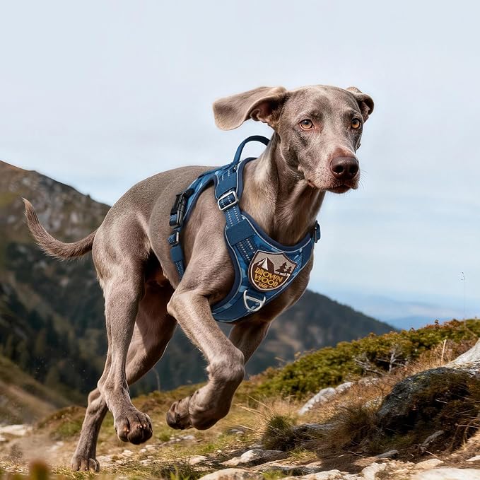 rabbitgoo Tactical Dog Harness for Large Dogs, No Pull Service Pet Vest | Military Molle System & Easy Control Handle, Adjustable and Reflective for Walking and Training, Blue Camo, Large