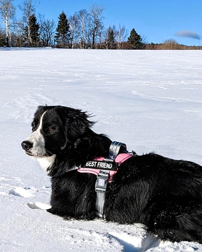 AUROTH Dog Harness and Leash Set for Large Sized Dog, No Pull Dog Vest | with Leash Clips, LED light clip, Soft Padded No Choke, Escape Proof, Easy Walking and Training, Pink, XL