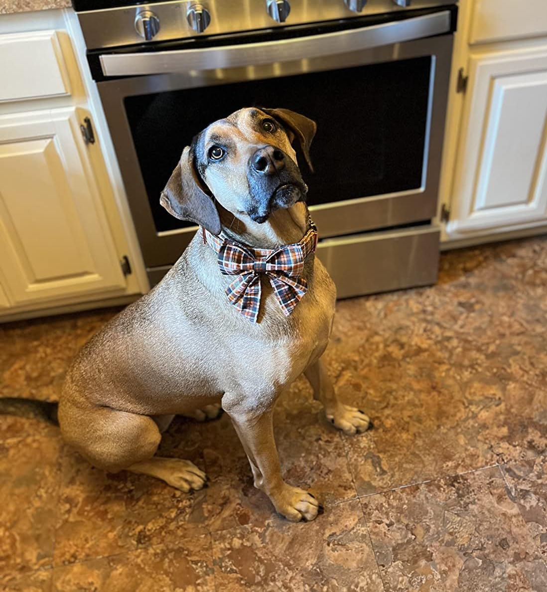 Lionet Paws Halloween Dog Collar with Bowtie - Cute Cotton Adjustable Fall Bowtie Dog Collar with Metal Buckle for Small Medium Large Dog Girl Boy Gift, S, Neck 10-16in