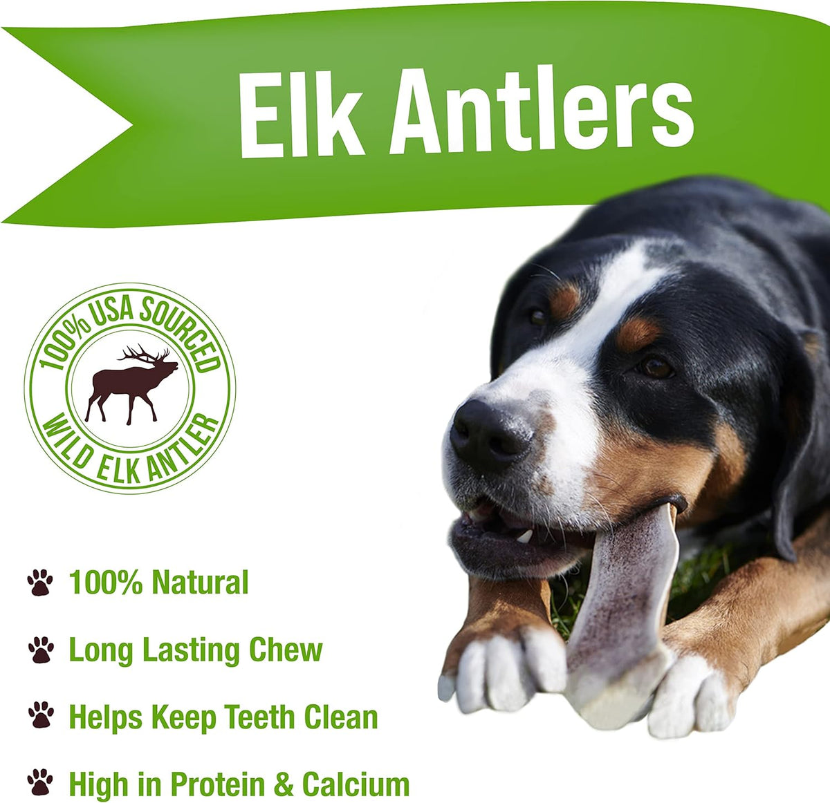 Buck Bone Organics Dog Chews, Elk Antlers for Dogs, Long Lasting Dog Bones for Aggressive Chewers, All Natural, No Preservatives, Wild Shed in The USA (Jumbo)