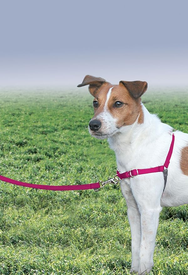 PetSafe Easy Walk Harness, No Pull Dog Harness, Raspberry, Small/Medium | Patented Martingale Loop Gives Gradual Shoulder Pressure to Stop Pulling, Front-Chest Leash Clip Prevents Gagging