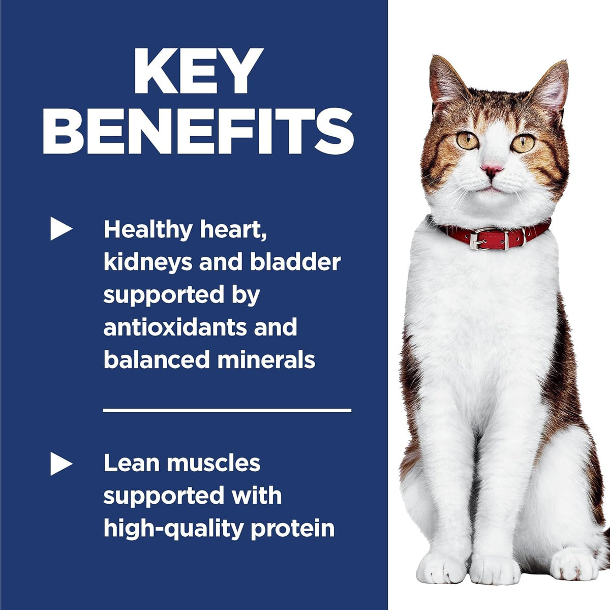 Hill's Science Diet Adult 7+, Senior Adult 7+ Premium Nutrition, Dry Cat Food, Chicken Recipe, 4 lb Bag