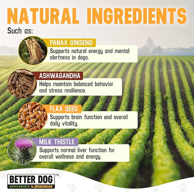 Better Dog Supplements Calm Confidence by Cesar Millan – Natural Cognitive & Brain Support for Dogs – Focus, Energy & Vitality with Ashwagandha, Panax Ginseng & Herbs – 4oz, (60-Day Supply)