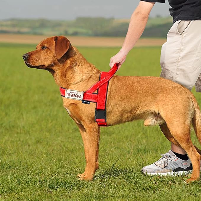 Annchwool No Pull Dog Harness with Soft Padded Handle,Reflective Strip Escape Proof and Quick Fit to Adjust Dog Harness,Easy for Training Walking for Small & Medium and Large Dogs(Red,M)