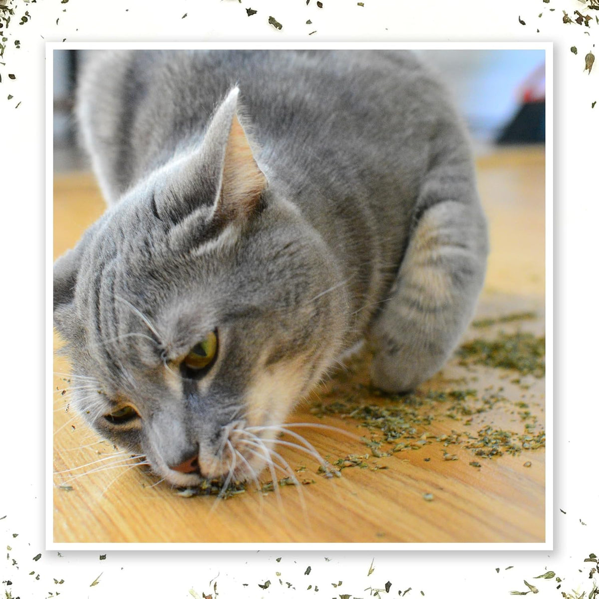 Meowijuana Purrple Passion - Premium Silvervine and Catnip Blend - Purrfect Gift For Cats, Kitties, Felines, and Cat Lovers