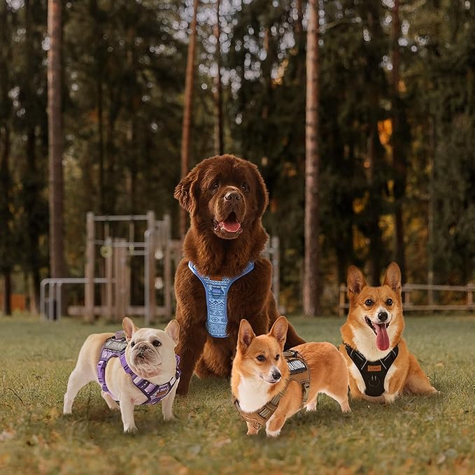 AUNZO No-Pull Dog Harness for Small Breeds, Anti-Escape Walking Reflective Adjustable Lightweight Puppy Vest, Breathable Oxford Material, Easy On/Off With Neck Buckle, Gray XS