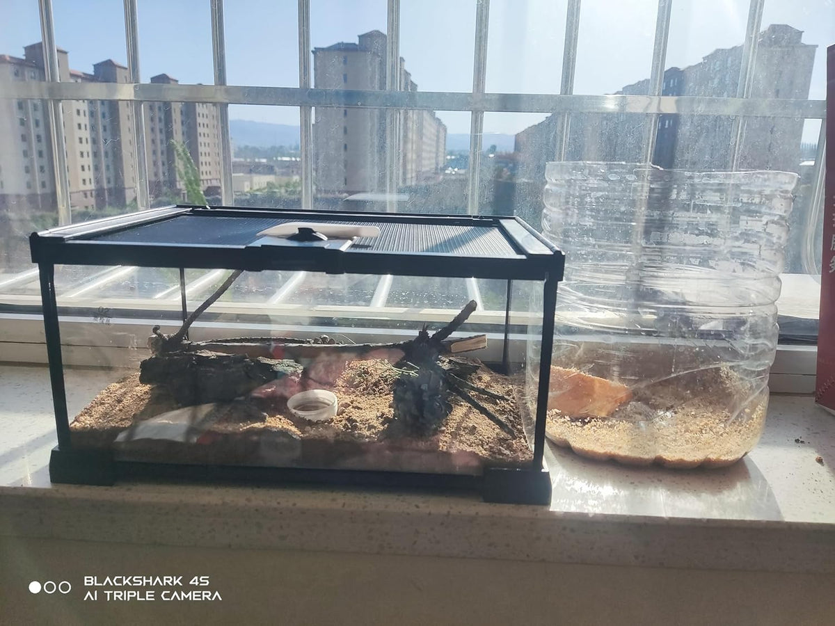 Mini Reptile Glass Terrarium Tank, cage for Tarantula Sling Geckos, Frog, Lizards, Chameleons,Turtles Snake Snail Insect Hermit Crab Isopods Reptiles Enclosure (12x8x6inch)