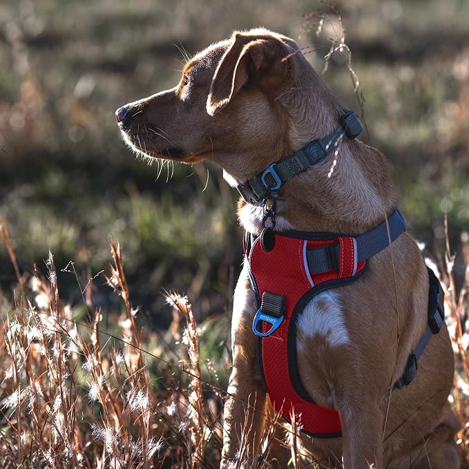 Embark No Pull Dog Harness, Reflective Adjustable Training Vest, No Choke | Adjustable straps fit all dog breeds with sturdy hooks; 360° reflective trim, soft padded Harness Design for All Dogs