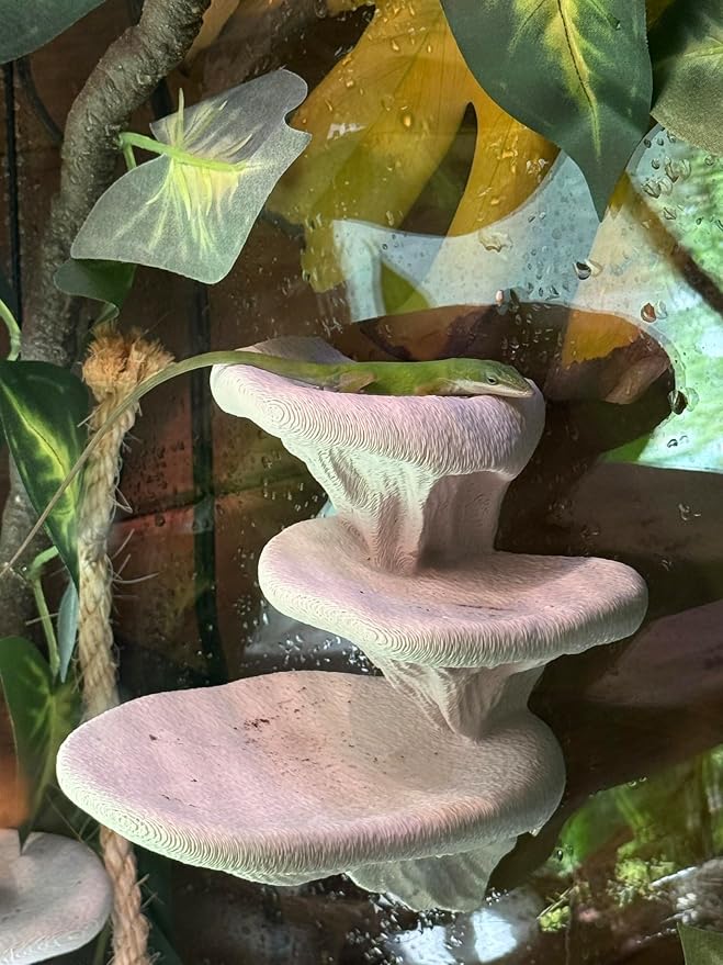 Mushroom Ledge for Terrarium – Climbing & Resting Platform with Suction Cups (Bone, 6''x4.5''x5.25'')