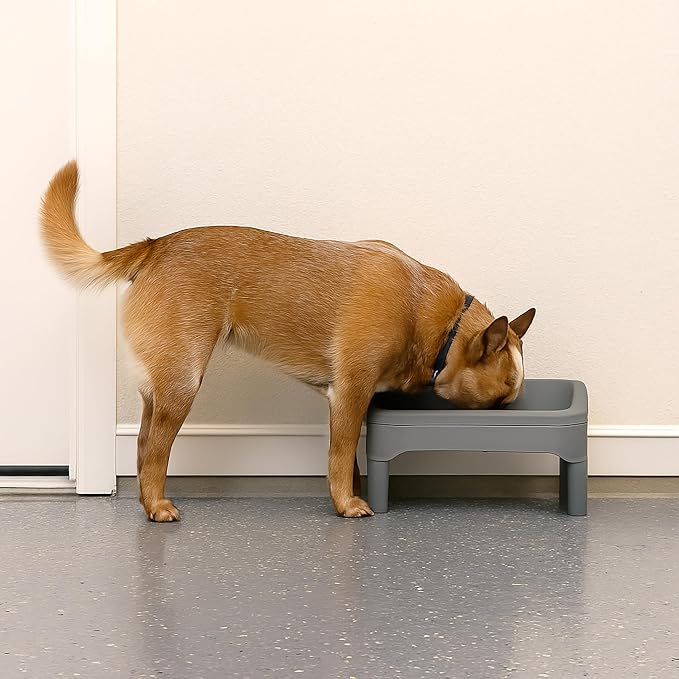 IRIS USA Elevated Pet Feeding Station, Adjustable, Double Bowls, Gray | Made in USA, Feeding Trough, Removable Double Food and Water Bowls, Easy Clean Design, Indoor Pet Feeding System